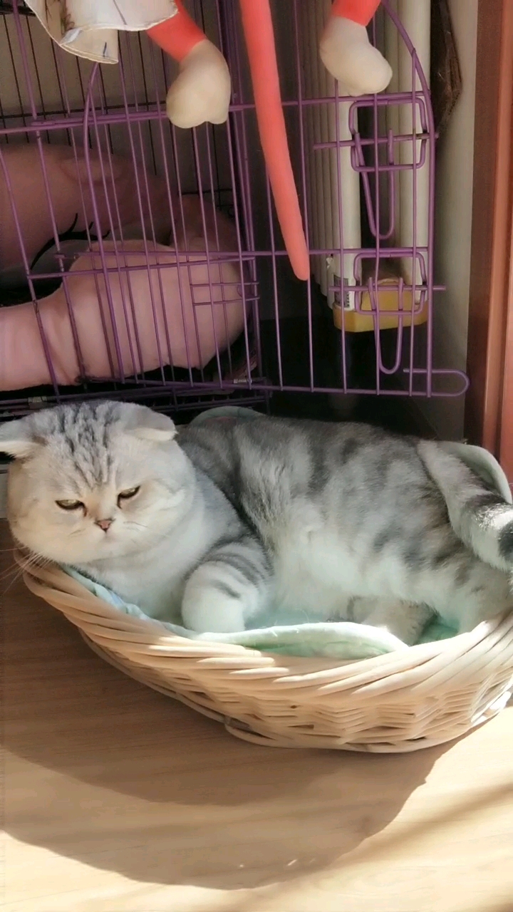 萌萌又找窝准备睡觉了