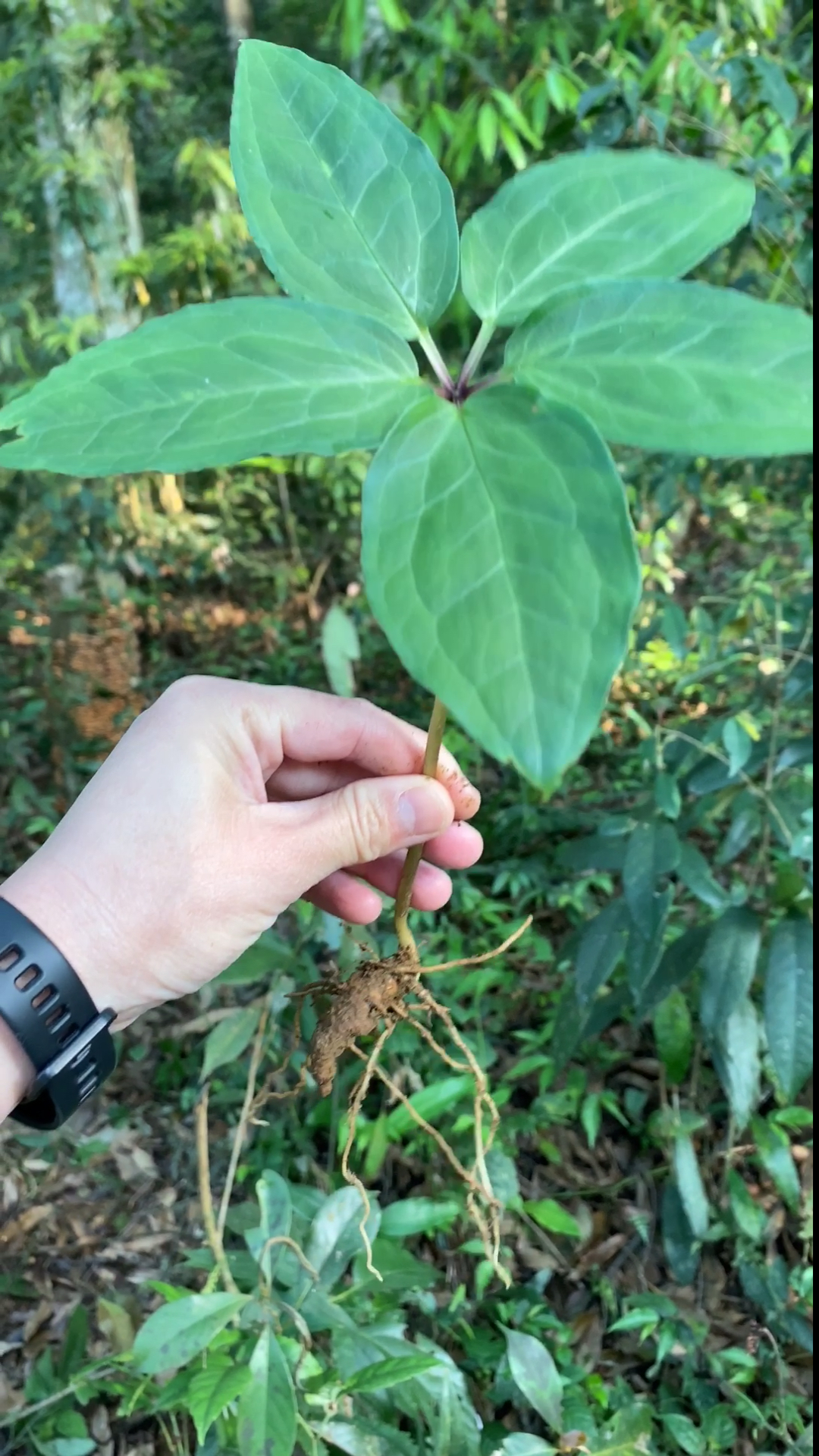 乡村生活#七叶一枝花的童年是五叶吗?