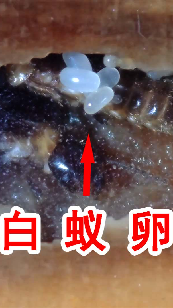 还孵出了小白蚁!