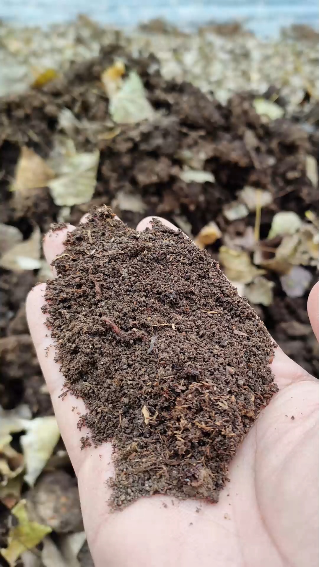 蚯蚓粪#蚯蚓粪蚯蚓土可直接作为肥料使用,场景覆盖瓜果蔬菜种植,傅档