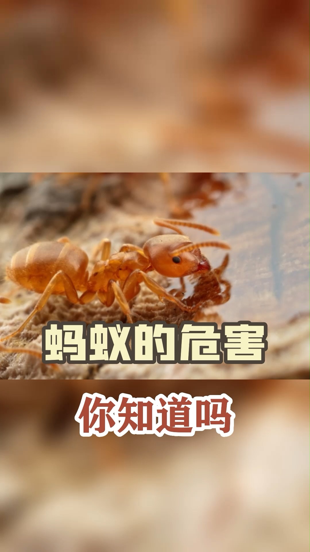 蚂蚁#蚂蚁经常出现蚂蚁,你知道是为什么吗-度小视