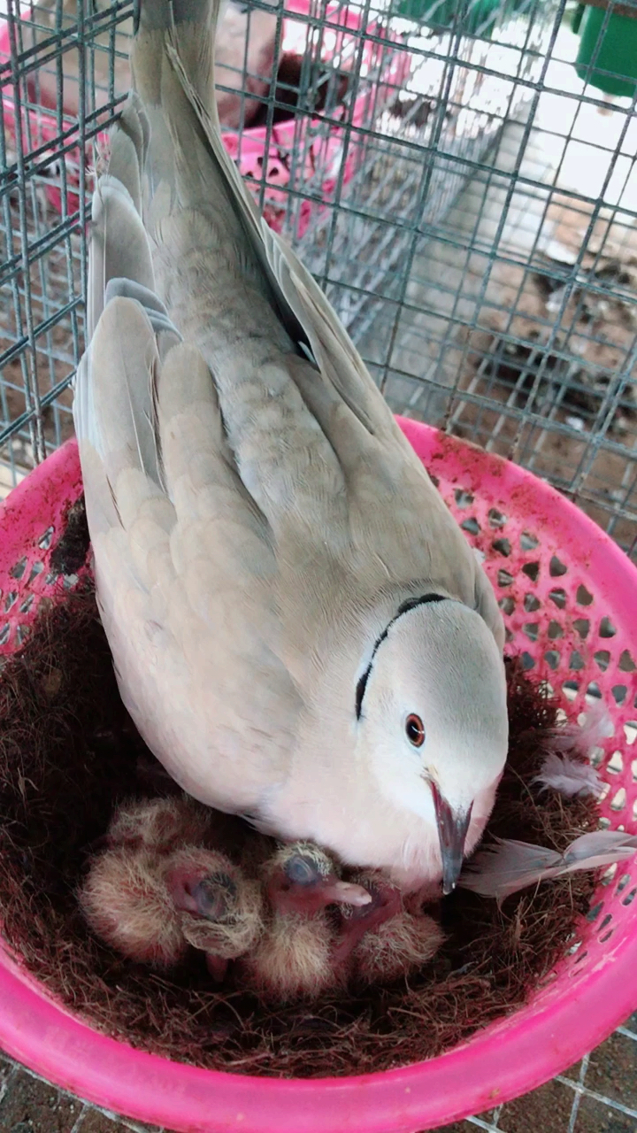 灰斑鸠特种养殖