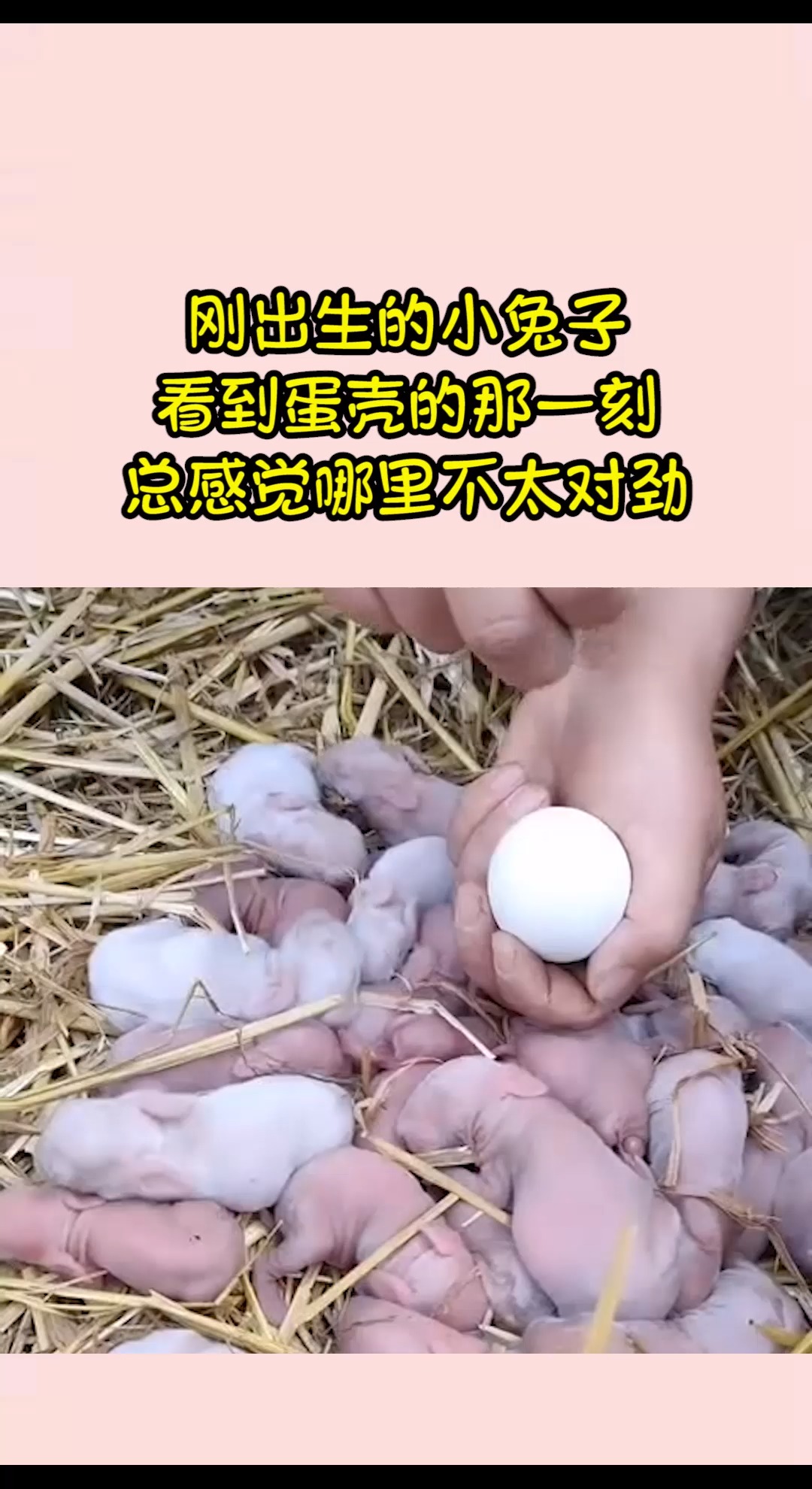 我要上热门#刚出生的小兔子,看到蛋壳的那一刻,总感觉哪里不太对劲!