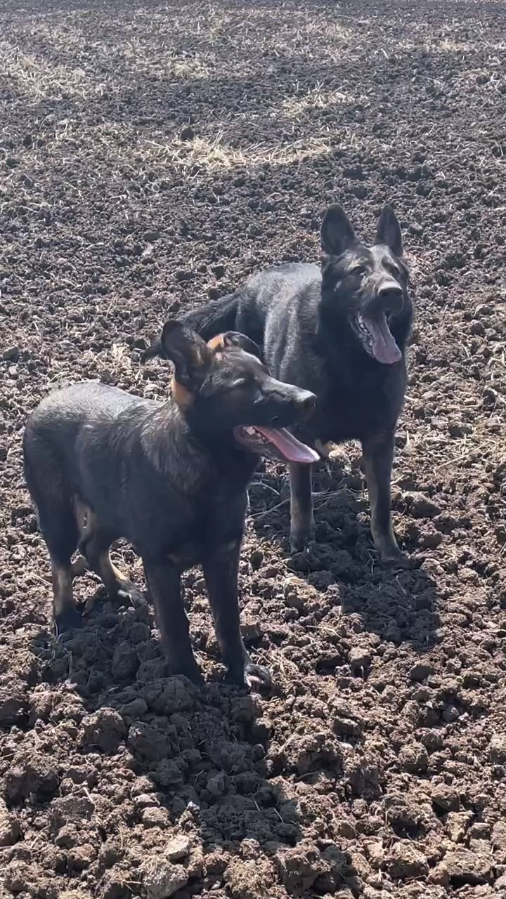 东德牧羊犬深狼灰图片