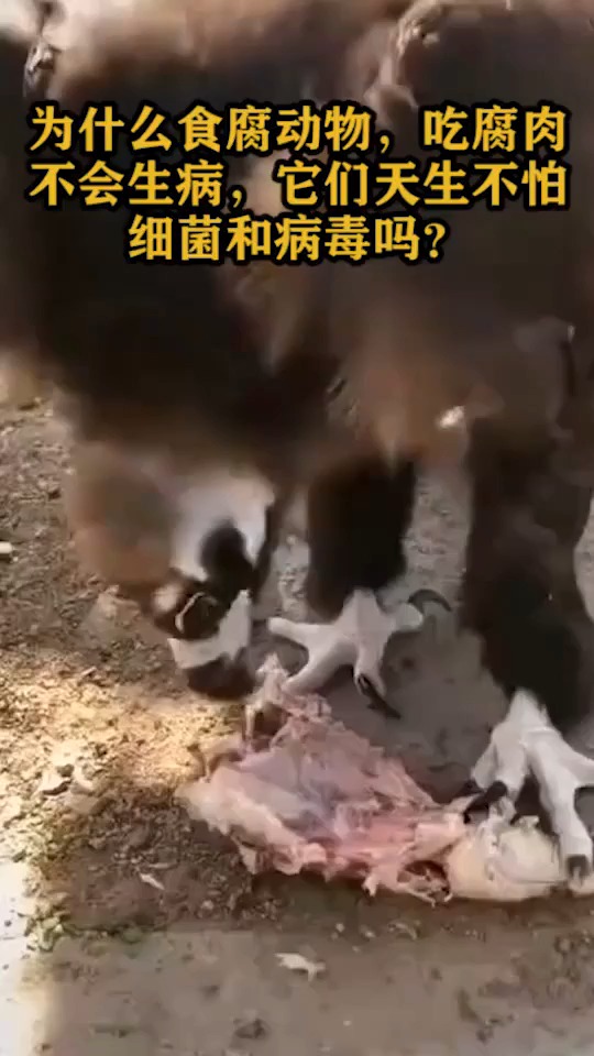 为什么食腐动物,吃腐肉不会生病,它们天生不怕细菌和病毒吗?