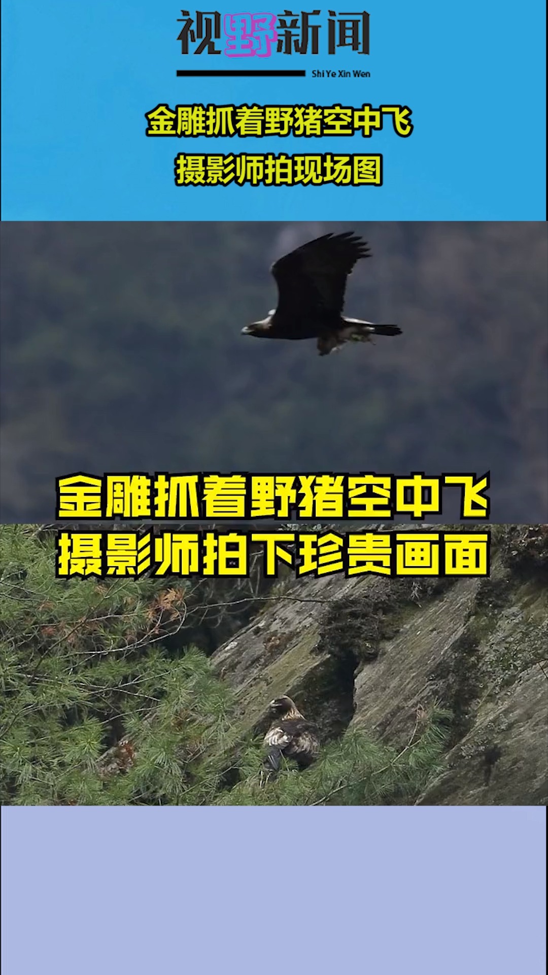 金雕抓着野猪空中飞,摄影师拍现场图