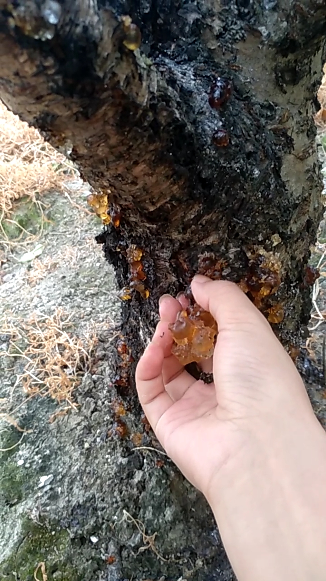 自家手工摘桃胶,美容润肺