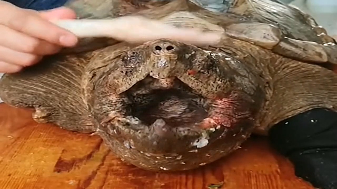 用鸡爪子疯狂的试探,没想到,鳄龟一下就给咬断了!