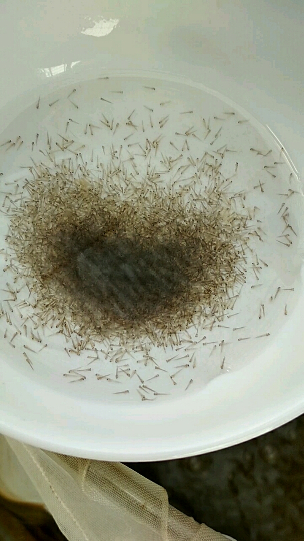 我家萌宠成精了#亲们,刚孵化出来的鱼苗是这样游动的,像炸么