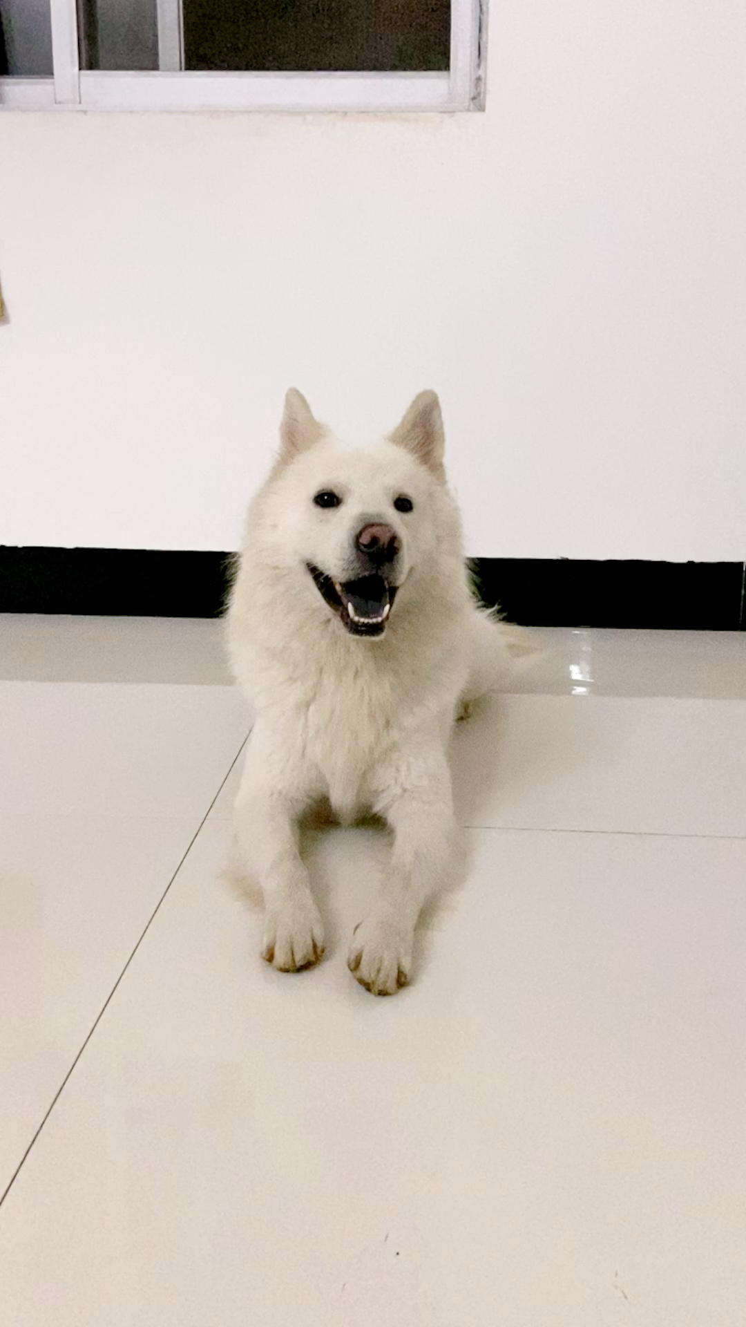 萨摩耶#我期待每一天与你见面的日子,有了小柯基,就马上把二哈妹妹