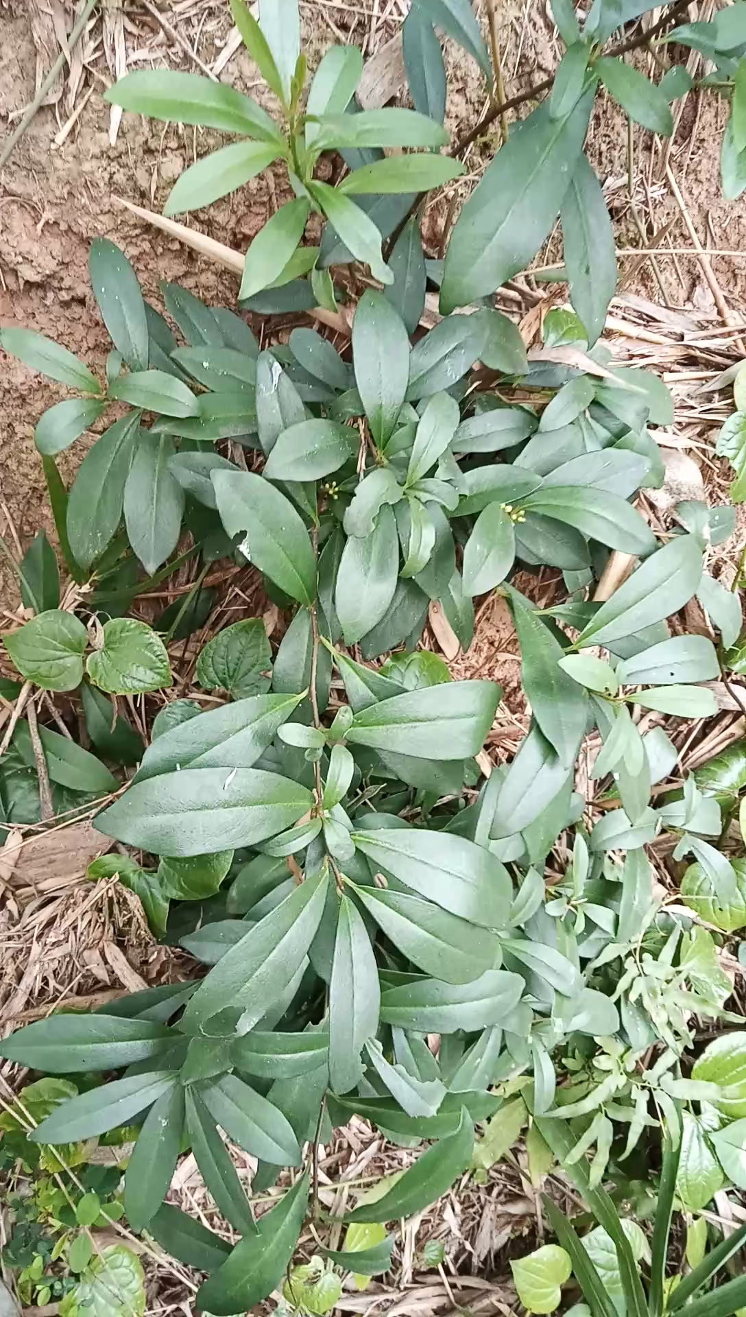 生活#小时候摘它的果实放进小竹筒里打泡泡枪,土名:泡朴子,学名酸藤子