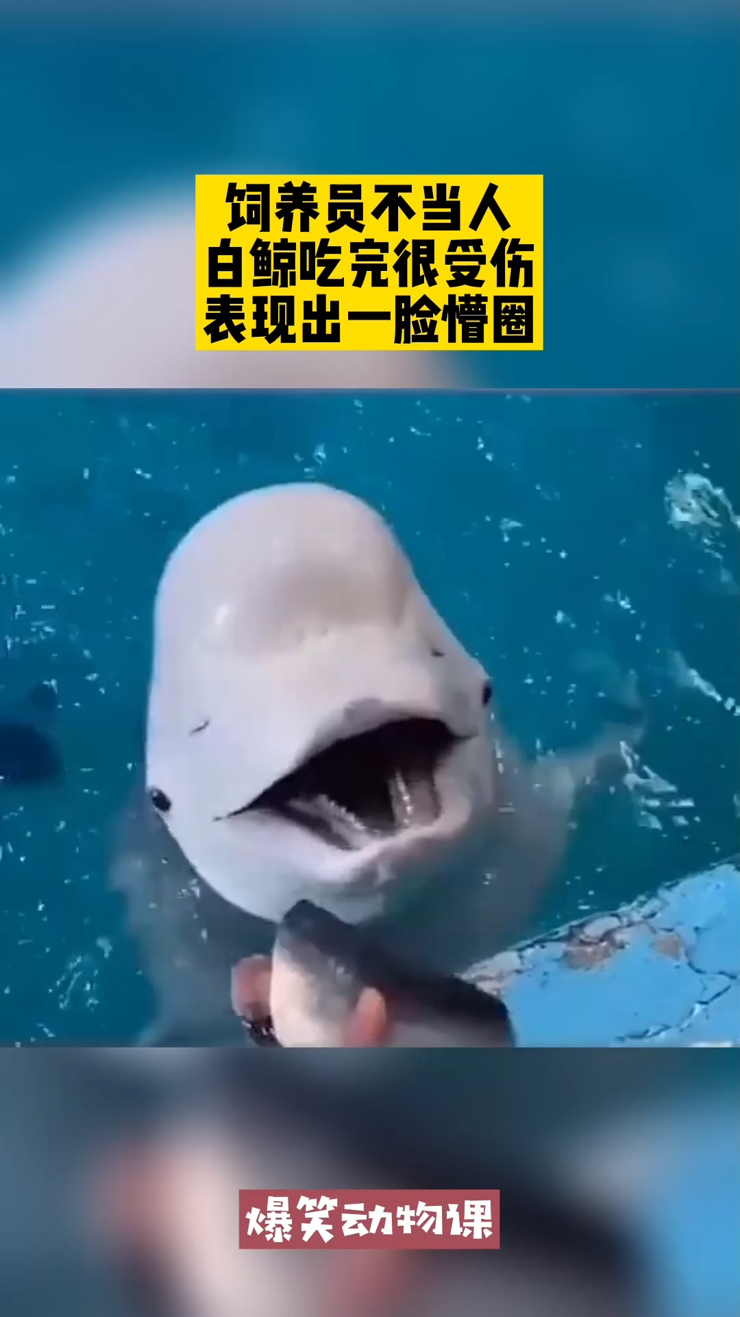 我要上热门#饲养员不当人,白鲸吃完很受伤,表现出一脸懵圈