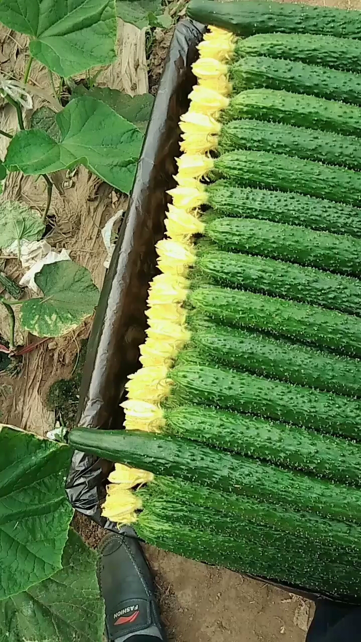 顶花带刺的黄瓜,看着最有食欲,有流口水的没