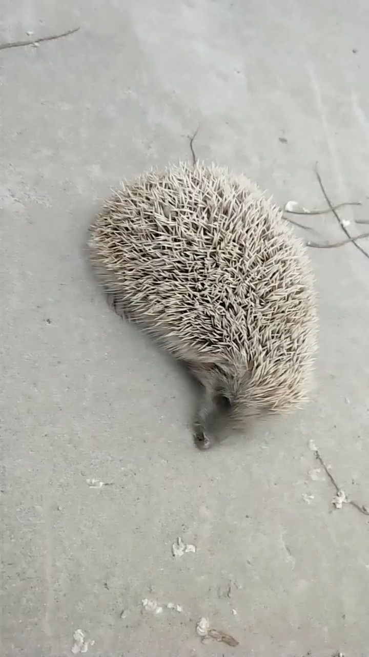 走着走着,发现一只受伤的小刺猬.