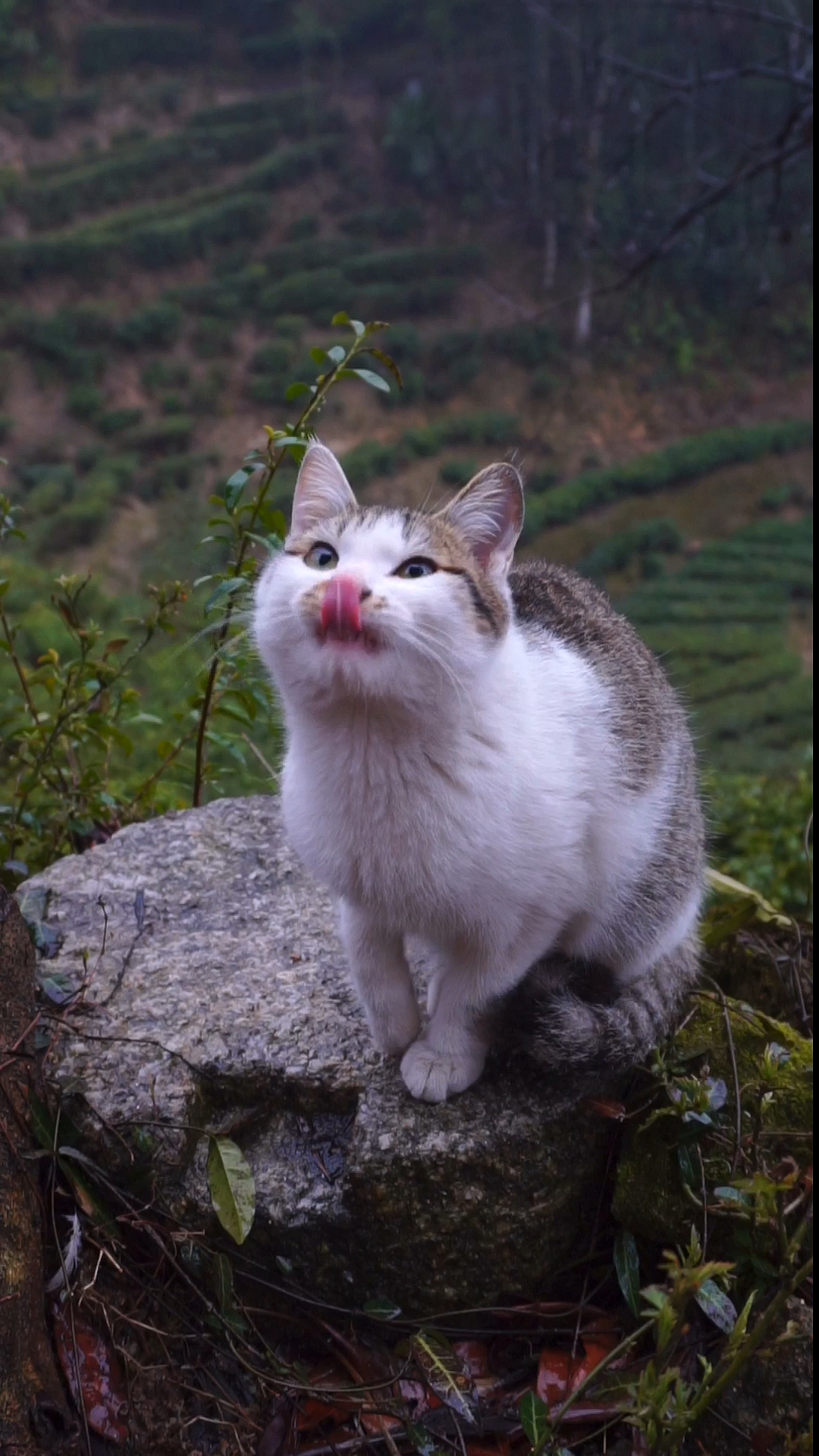 雪狸:妹妹你叫我干嘛鸭