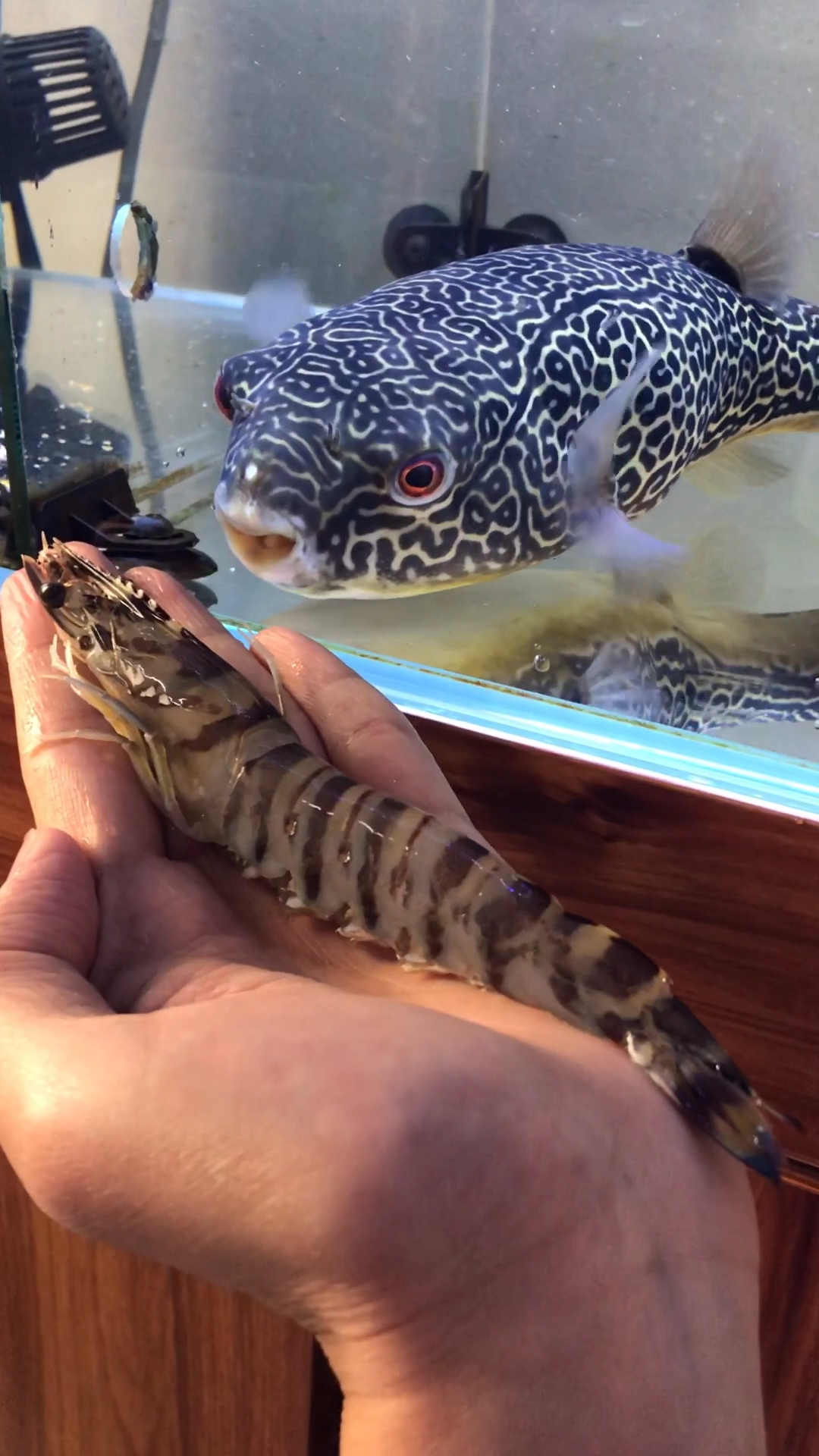 斑节王放养前需要做哪些准备斑节王池塘养殖技术