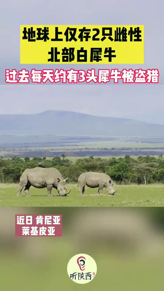 时间不多了!地球上仅存2只北部白犀牛