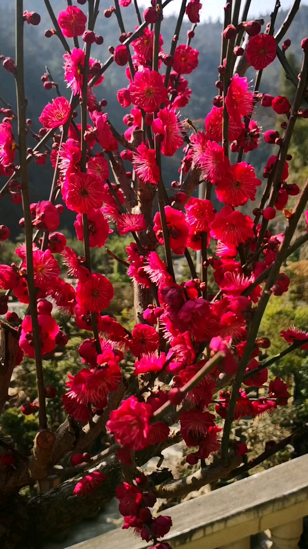 梅花十大稀有品种乌梅图片