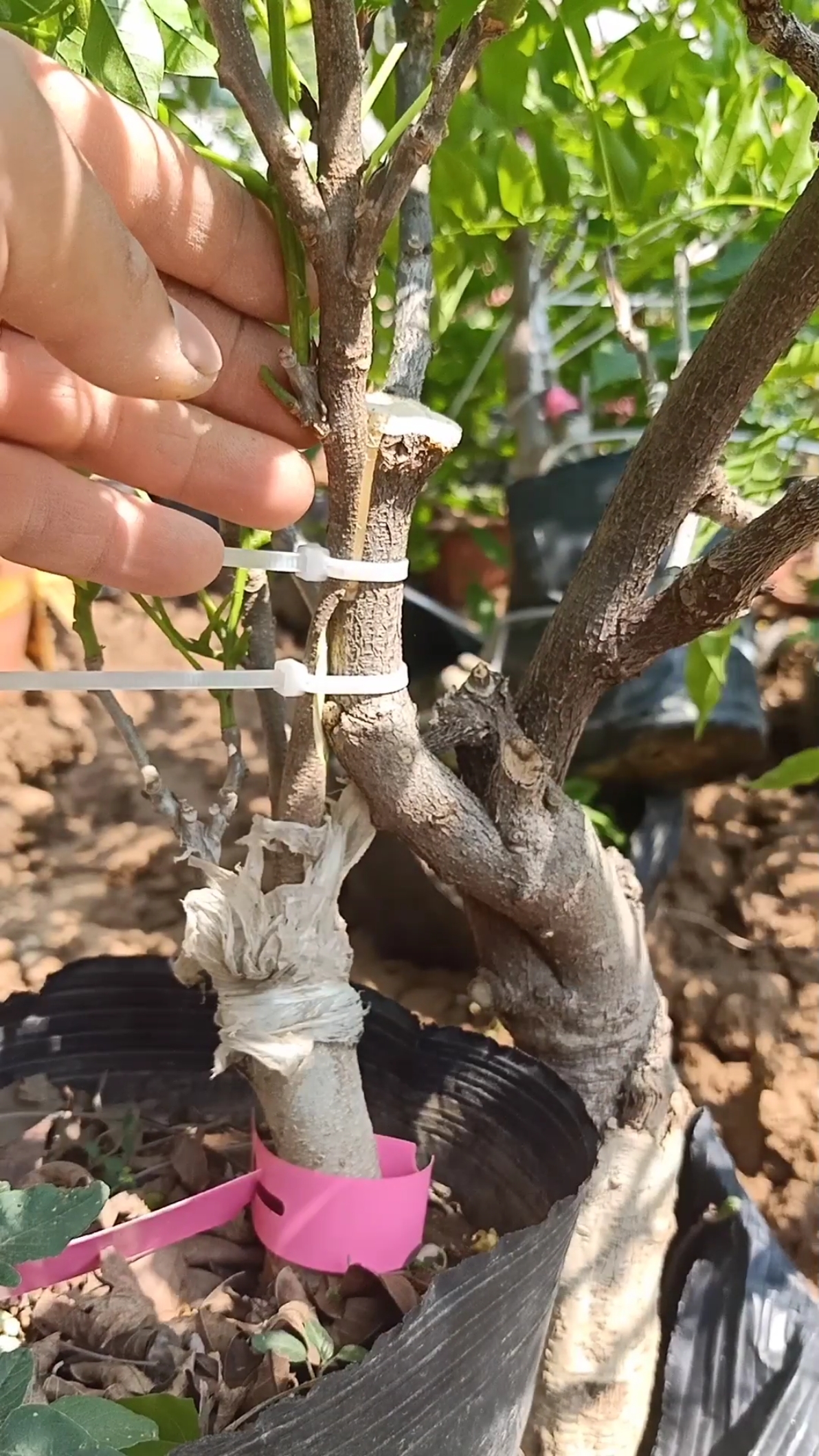 嫁接高手#靠接双色紫藤技术,难得一见