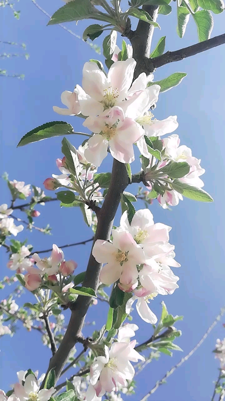 乡村生活#苹花刚开时