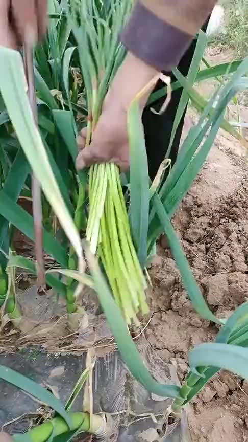 用这神器一扎,蒜薹就抽出来了,网友:原来蒜薹是这样抽的!