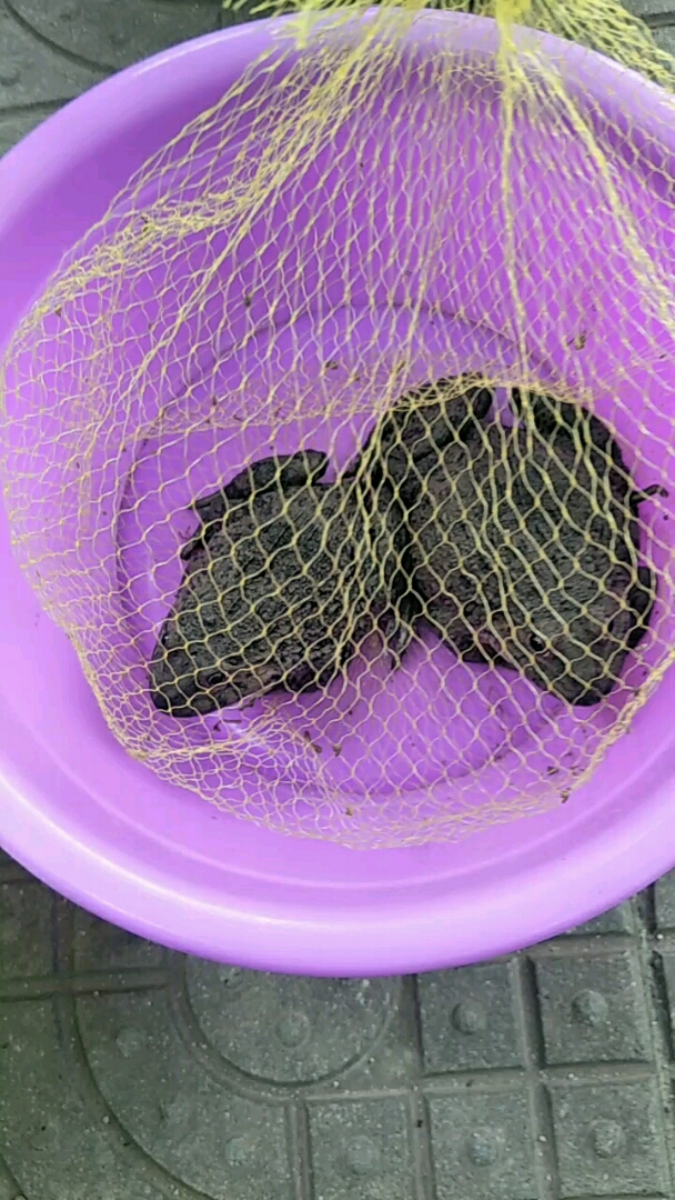 正宗野生大田鸡