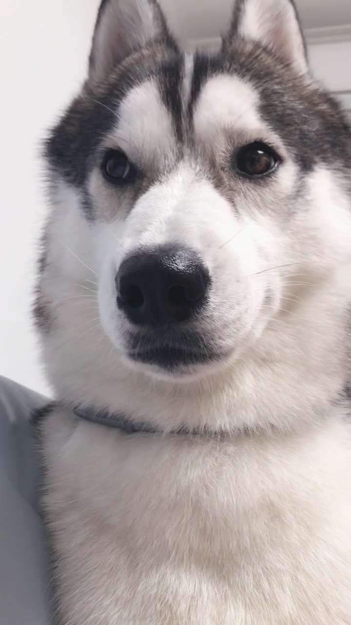 二哈自拍脸太大了