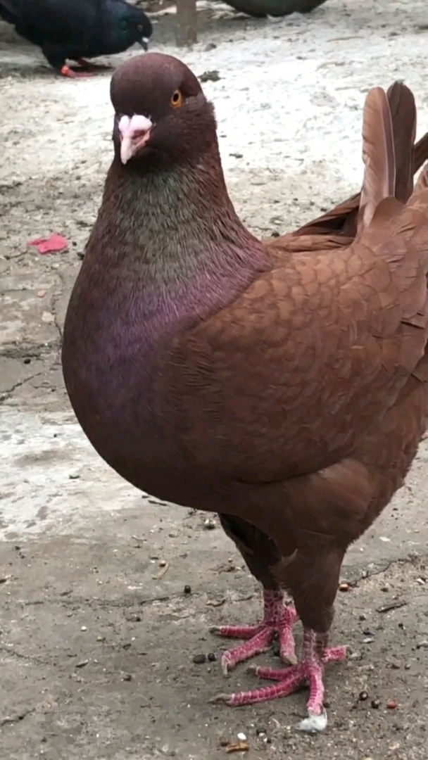 什么鸽子这么大,跟鸡一样