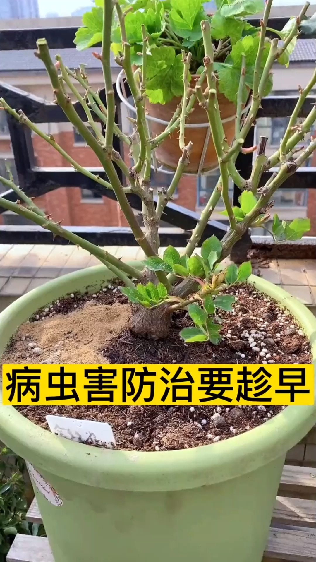 春天 月季 绣球花 都发芽了 病虫害防治 要趁早 块把防虫颗粒埋起来