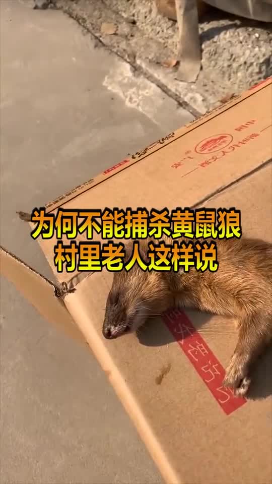 黄鼠狼怕什么图片