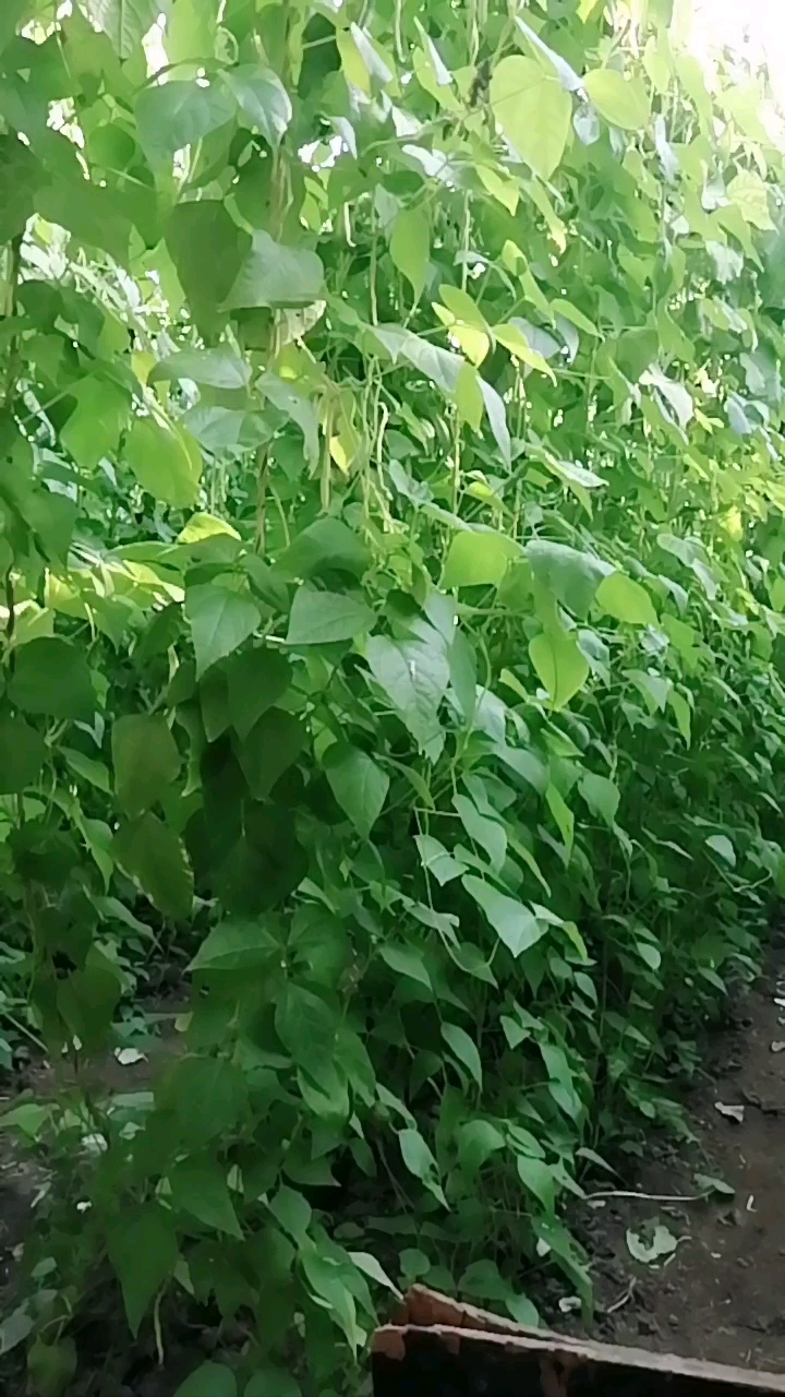 大棚芸豆