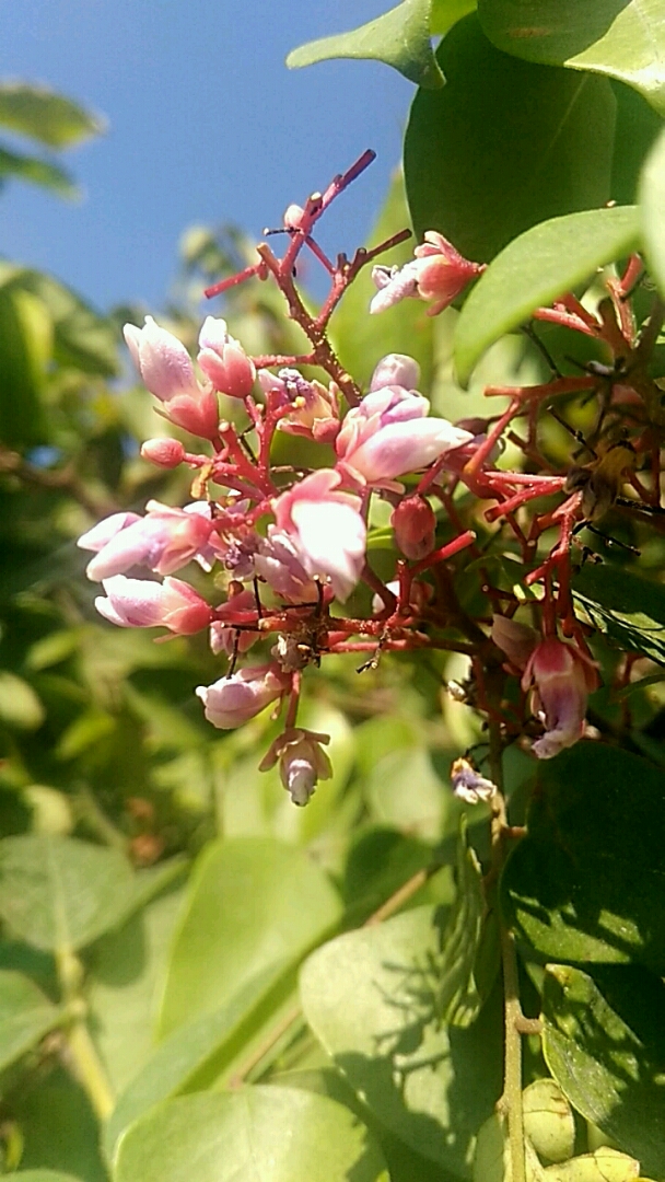 暖陽斜照風拂花,花蕊點點花色佳.綠葉遮陪暗萌涼,天空蔚藍花香撒.