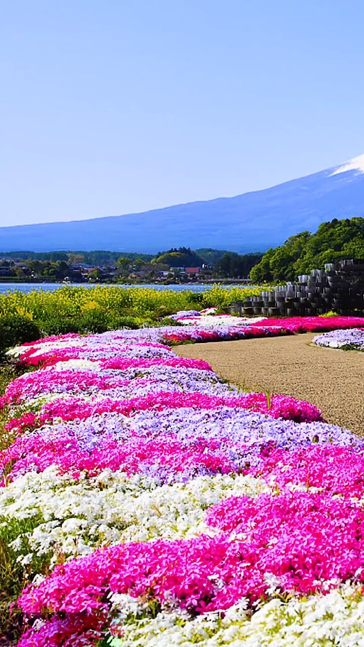 最美的风景#在日本能看到富士山的人是很幸运的!