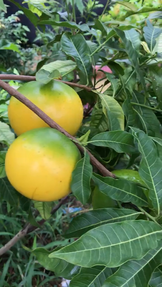 稀有品种!黄晶果!