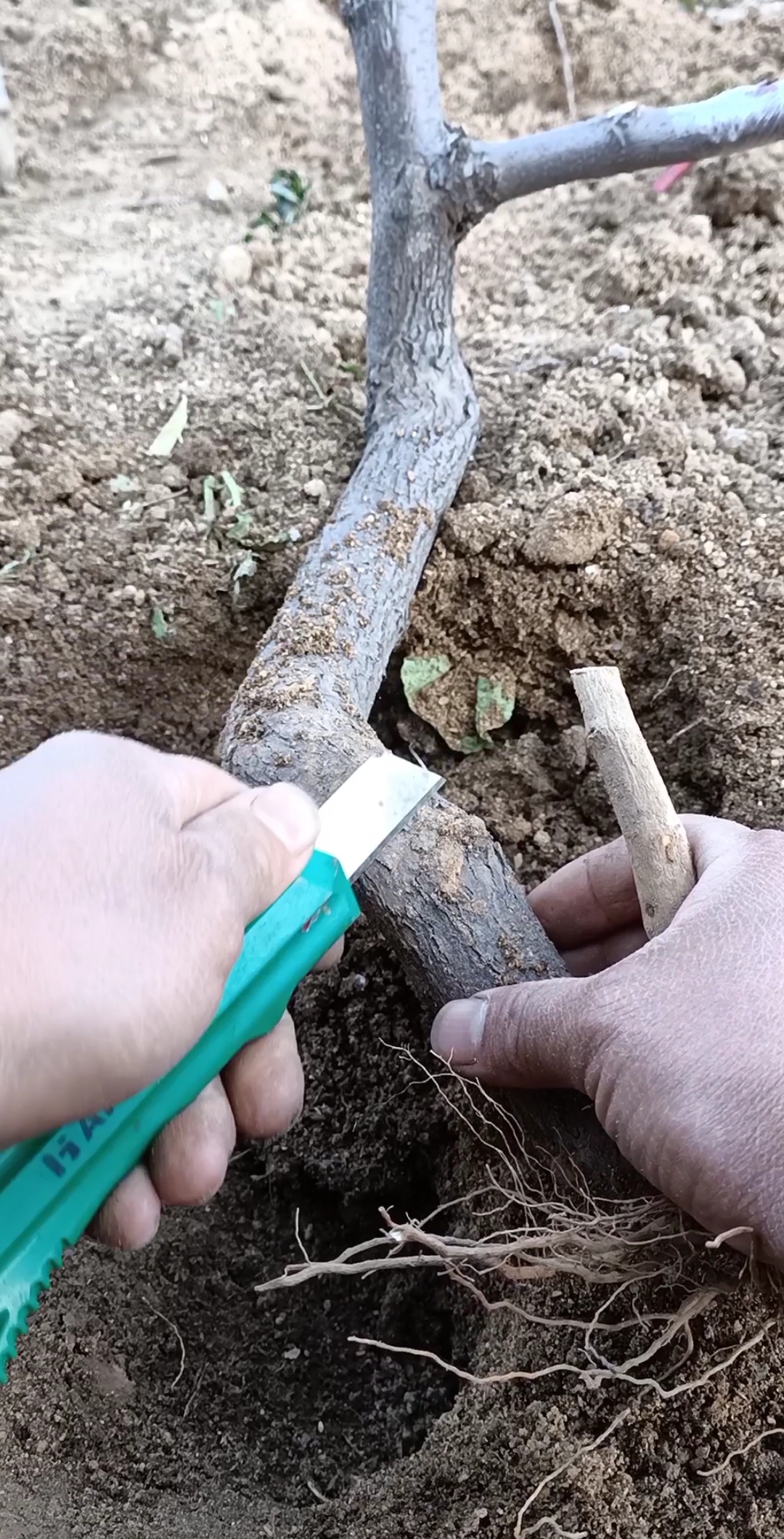 最潮劳动者#枣树接根技术,提高养分,最佳季节是春夏