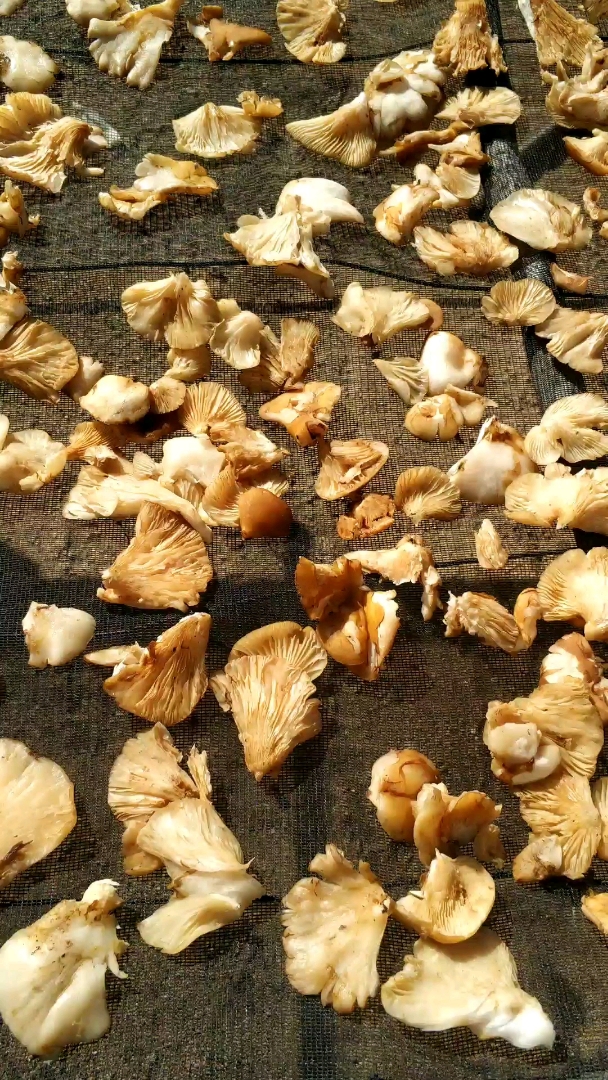 野生冻蘑,也叫元蘑.喜欢的给个双击再走,感谢大家的支持!