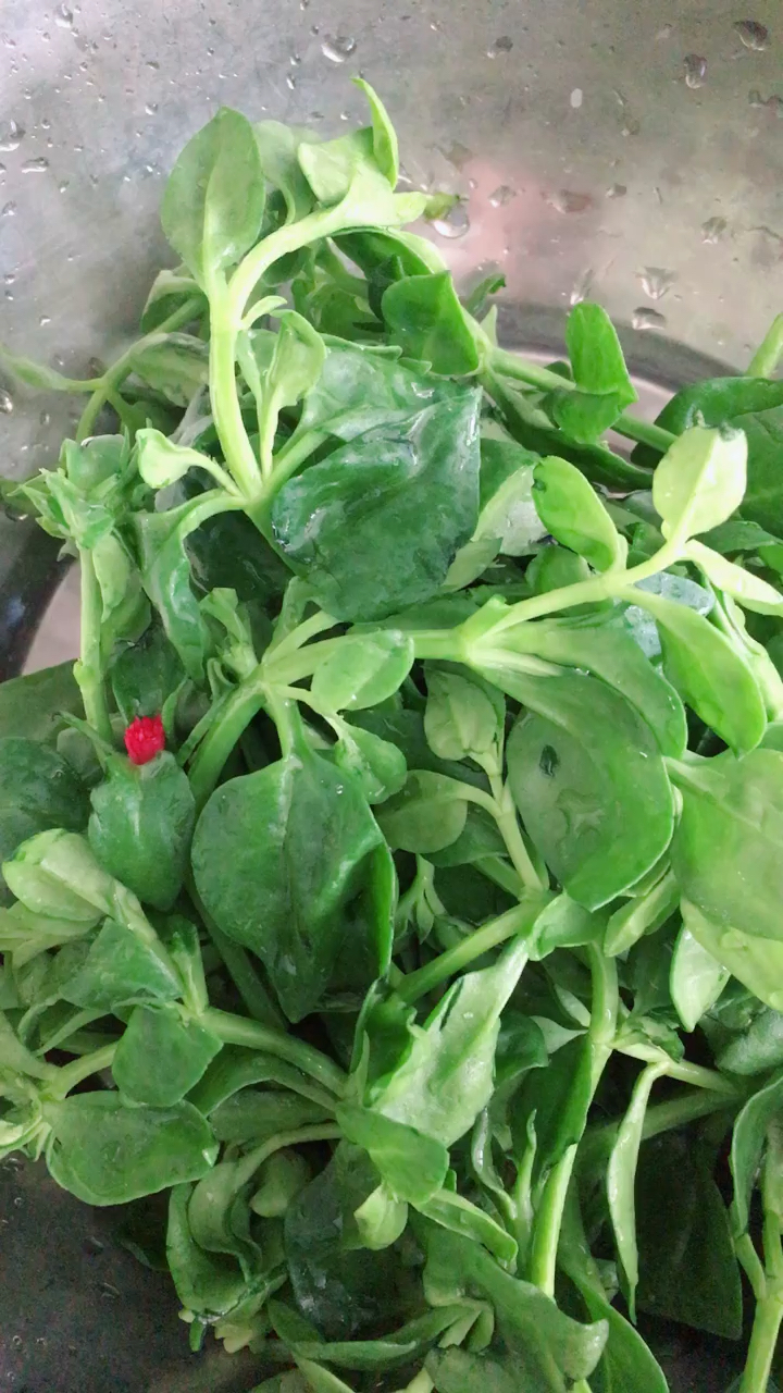 万绿从中一点红,颜值很高的青菜-度小视