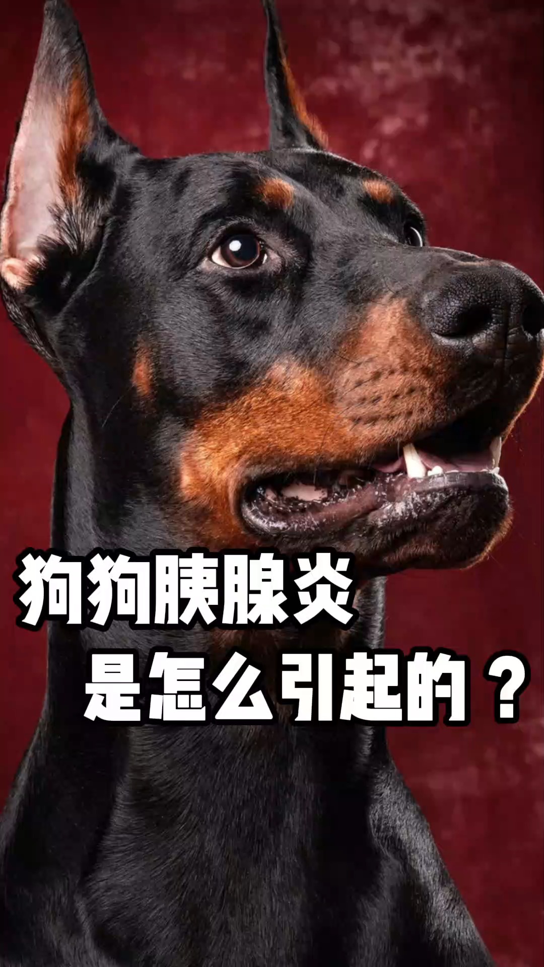 狗狗#胰腺炎是怎麼引起的 ?