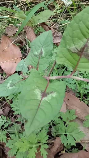 火炭母,性凉;有毒.有清热利湿,凉血解毒,平肝明目,活血舒筋之功效.