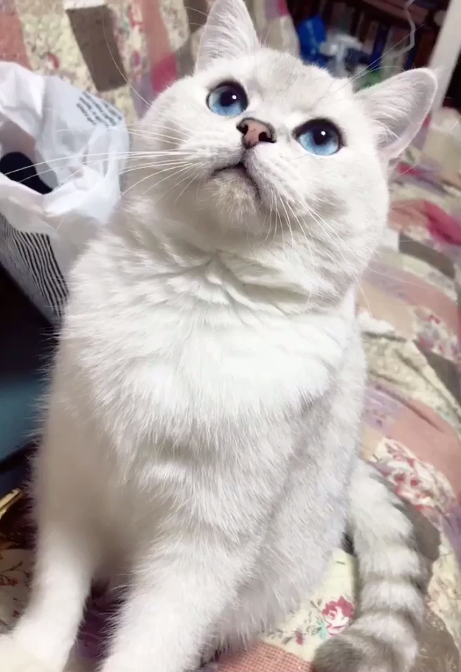 蓝眼睛的英短～如果觉得漂亮就点个赞吧