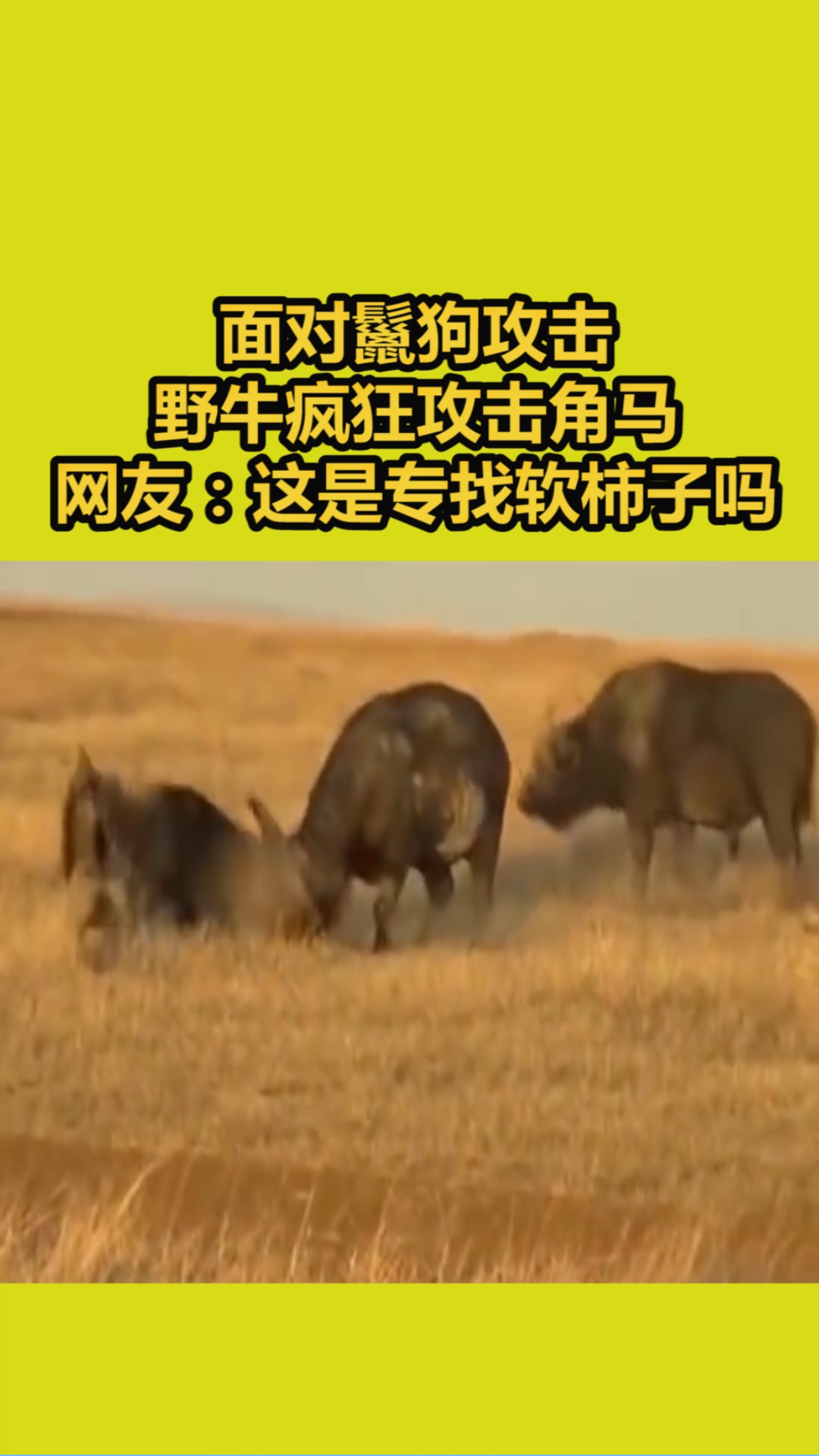 我要上热门#面对鬣狗攻击,野牛疯狂攻击角马,网友:这