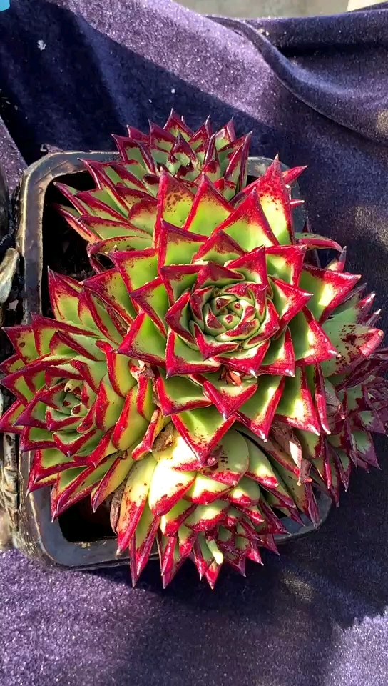 橙乌木   人生最终的价值在于觉醒和思考的能力,而不只在于生存.