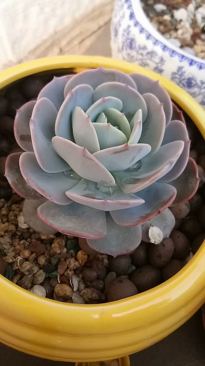 蓝粉台阁美不美