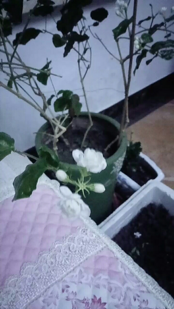 东北家里的茉莉