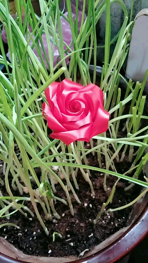 蒜苗花你见过吗