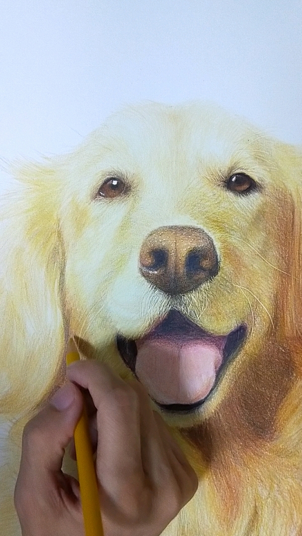 彩铅画金毛犬,喜欢吗?关注我