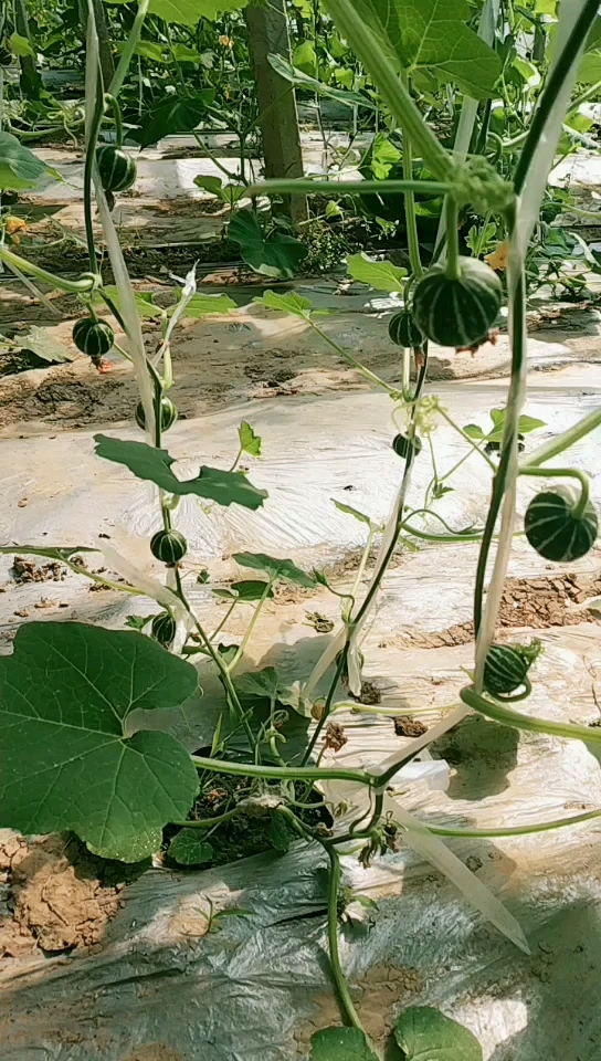 日本球葫芦!有喜欢葫芦的朋友请关注我!