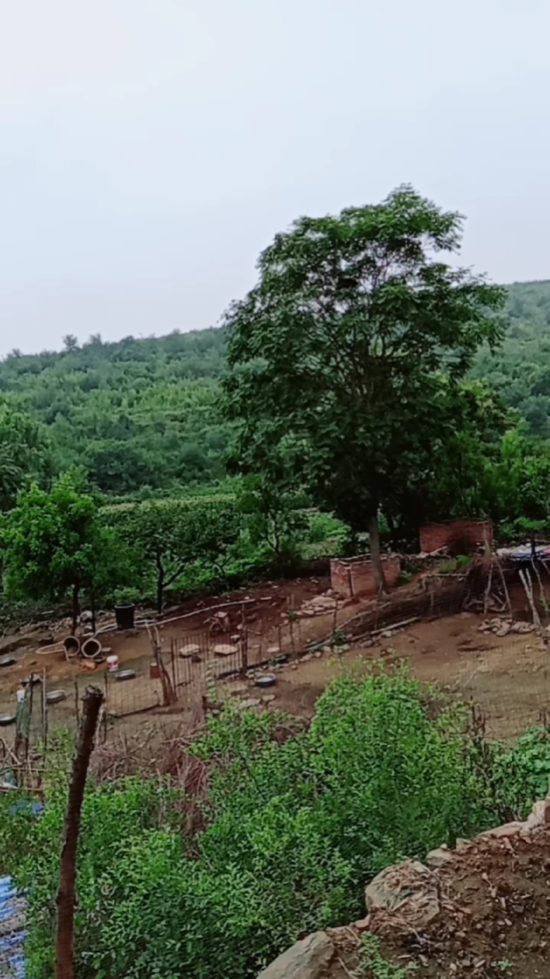 乡村生活#农村山上的风景好美丽呀