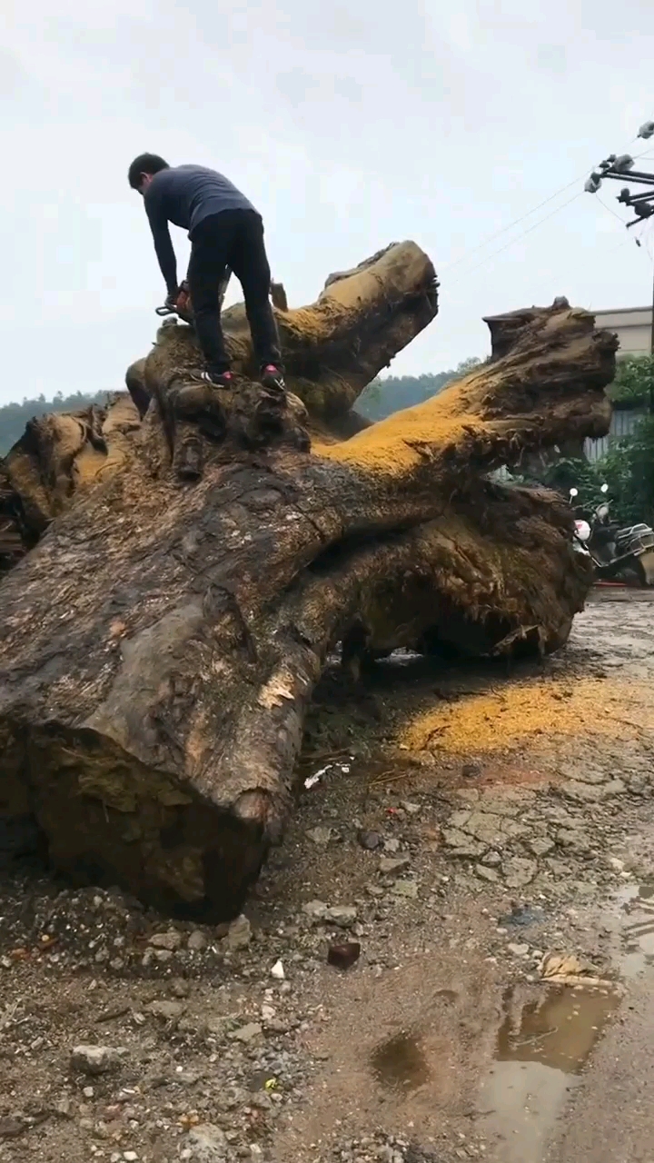 进来看一下千年树根是如何分割的,实属不易啊,感谢支持!