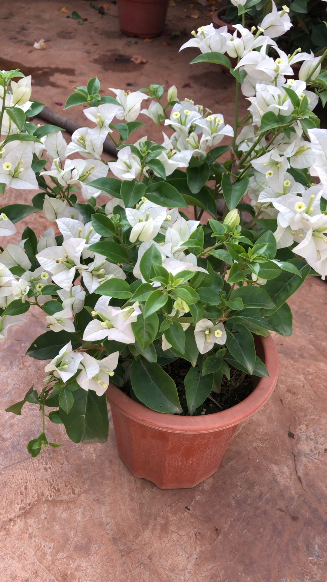 大盆白雪公主三角梅